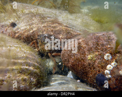 Photo sous-marine d'un livre vert - crabe Carcinus maenas Banque D'Images