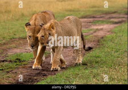 Lion cub et mère greet, Panthera leo Banque D'Images