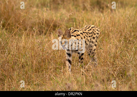 Leptailurus serval serval cat, chasse Banque D'Images