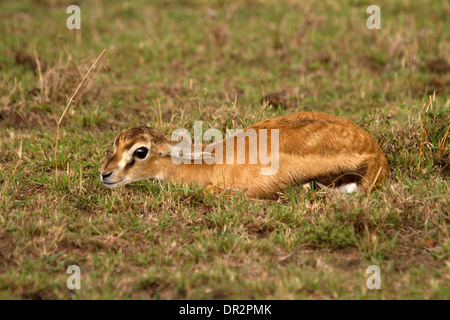 La gazelle de Thomson bébé, Eudorcas thomsonii se cacher dans l'herbe courte Banque D'Images