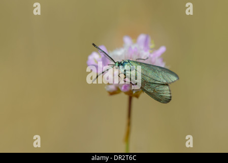 Ampfer-Guenwidderchen, Adscita statices, Forester moth Banque D'Images