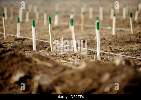 Piquets en bois pour soutenir la croissance d'arbres fruitiers Banque D'Images