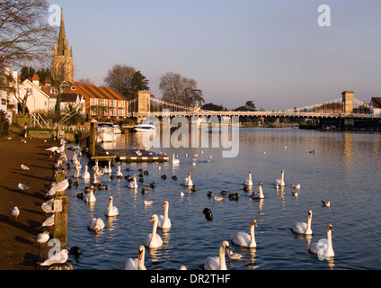 Argent - Marlow - pont suspendu - tour de l'église - chemin de halage - cygnes - moelleux du soleil - la fin de l'après-midi Banque D'Images