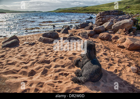 Du côté du Loch, à un caniche sur un dimanche après-midi ensoleillé Banque D'Images