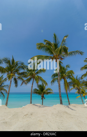 Karibik mit Palmen, plage des Caraïbes avec des palmiers Banque D'Images