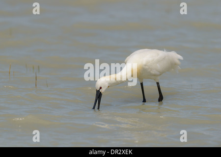 Loeffler, Platalea leucorodia, la spatule blanche Banque D'Images