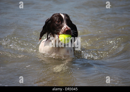 Type de travail cute english springer spaniel jouant dans la mer Banque D'Images