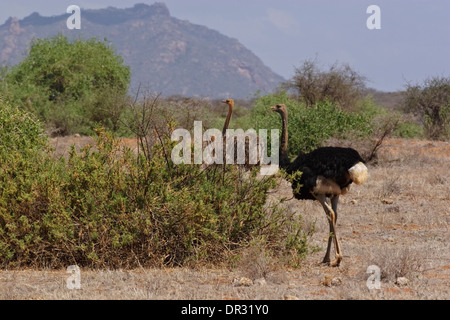 L'autruche somalienne, mâle et femelle avec 2 jeunes (Struthio molybdophanes), Samburu Banque D'Images