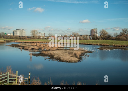 London Wetland Centre, Barnes, Surrey, Angleterre Banque D'Images