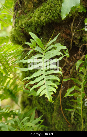 Le polypode Polypodium cambricum, Sud Banque D'Images