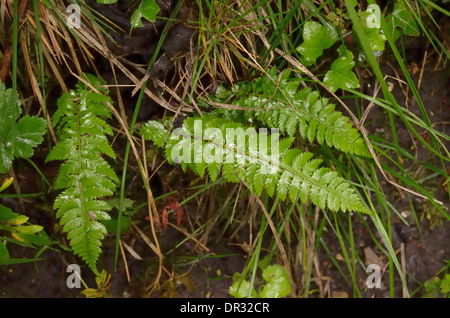 Bouclier dur-Fern Polystichum aculeatum, feuilles juvéniles, Banque D'Images