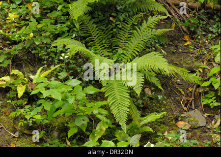 Soft Bouclier-de-Vénus, Polystichum setiferum Banque D'Images