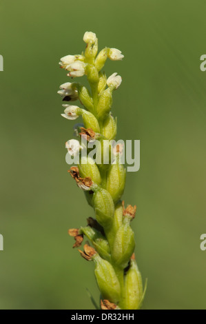 Petit-white Orchid, Pseudorchis albida Banque D'Images