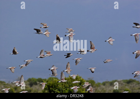 Pigeons (Columba guinea Speckled) en vol, Ol Pejeta Conservancy Banque D'Images