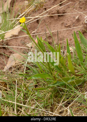 Ranunculus flammula, Spearwort moindre Banque D'Images