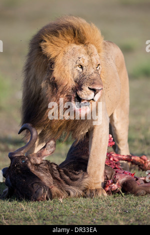 Lion mâle avec des gnous kill dans la réserve de Mara, Kenya Banque D'Images