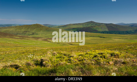 Bogland au début de juin près de Sally Gap, Montagnes de Wicklow, comté de Wicklow, Irlande Banque D'Images