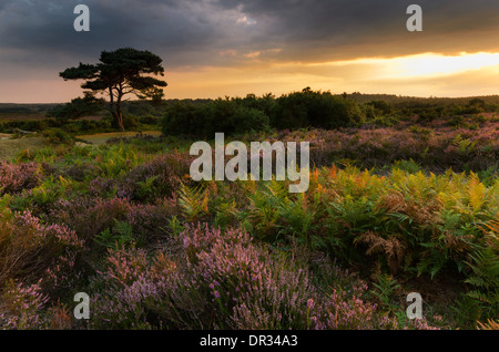 L'automne et Heather dans le braken Parc national New Forest Banque D'Images