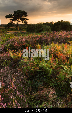 L'automne et Heather dans le braken Parc national New Forest Banque D'Images