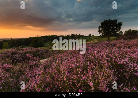 L'automne et Heather dans le braken Parc national New Forest Banque D'Images