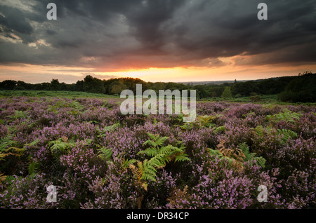 L'automne et Heather dans le braken Parc national New Forest Banque D'Images