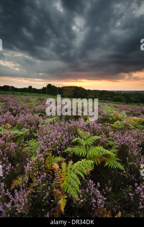 L'automne et Heather dans le braken Parc national New Forest Banque D'Images