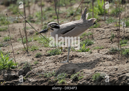 Grand, large-Esacus recurvirostris, queue de haut afficher Banque D'Images