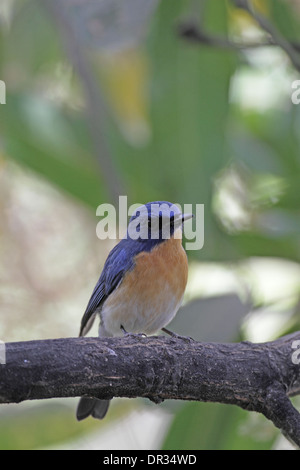 Tickell's Blue Flycatcher, Lacedo tickelliae Banque D'Images