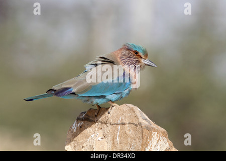 Coracias benghalensis Indian Rouleau, Banque D'Images