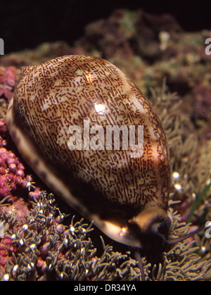 Bubble Shell ou Brown-papier ligné bubble (Hydatina physis) Banque D'Images