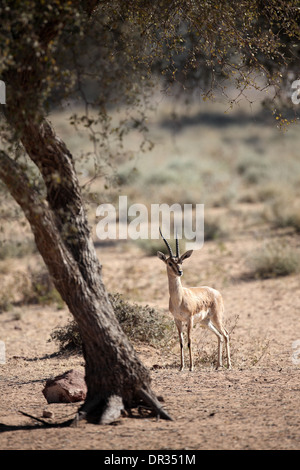 Gazelle Gazella bennettii, indien Banque D'Images