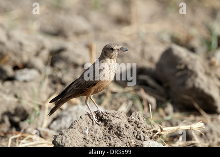 Bruant à queue Lark, Ammomanes phoenicurus, en champ labouré Banque D'Images