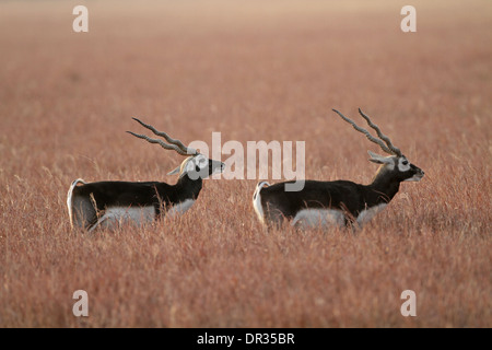 Antilope cervicapra Blackbuck, les mâles adultes, Banque D'Images