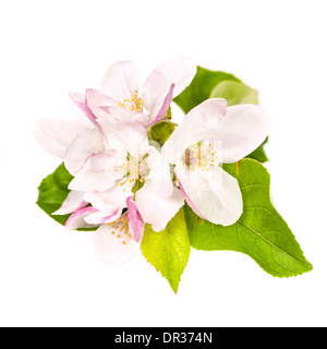 Apple Blossom rose isolé sur fond blanc Banque D'Images
