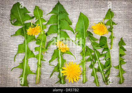 Arrangement des pissenlits frais verts et de fleurs sur fond de toile de lin Banque D'Images