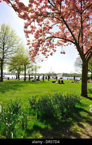 Début du printemps, les cerisiers en fleurs le long du lac Alster extérieur, ville hanséatique de Hambourg, Allemagne, Europe Banque D'Images