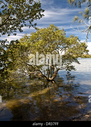 Les mangroves (Avicennia marina), Lemon Tree Passage, Port Stephens, NSW, Australie Banque D'Images