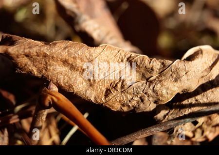 Plan macro sur fallen leaf Banque D'Images