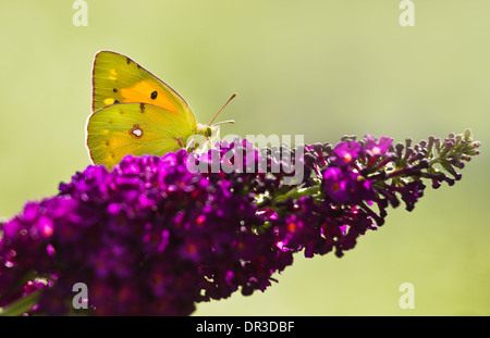 Papillon jaune assombrie sombre ou Colias crocea sur purple Butterflybush dans jardin d'été Banque D'Images