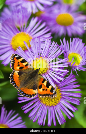 Petit papillon sur tortoisesehell China aster fleurs en été Banque D'Images