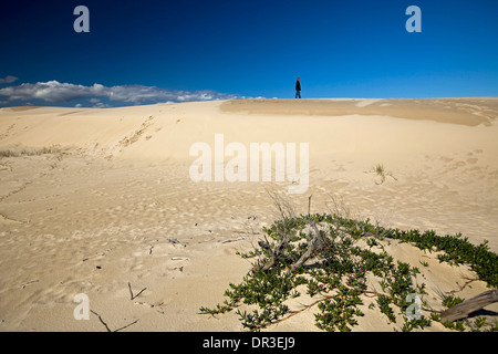 De vastes dunes de sable côtières de Myall Lakes National Park avec un homme présenté comme un minuscule point sur l'horizon lointain - dans le NSW Australie Banque D'Images