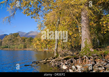 Couleur d'automne, bois à Calf Close Bay, Derwentwater, par Keswick, Skiddaw en vue en distance, Lake District Cumbria Angleterre Royaume-Uni Banque D'Images