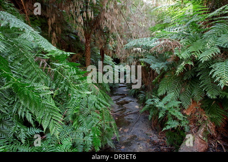 Piste de marche étroite par luxuriante forêt de fougères arborescentes à glow worm tunnel - attraction touristique à Newnes près de Lithgow , Aust Banque D'Images