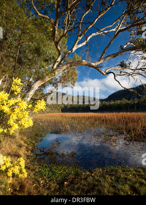 Paysage spectaculaire, brume sur les terres humides du lac bleu, bordé de fleurs sauvages à Dunn des marais du parc national Wollemi NSW Australie Banque D'Images