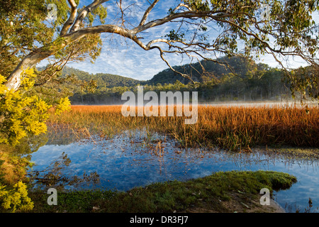 Paysage spectaculaire, brume sur les terres humides du lac bleu, bordé de fleurs sauvages à Dunn des marais du parc national Wollemi NSW Australie Banque D'Images