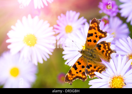 Fleurs daisy lilas plus de flou artistique en arrière-plan vert naturel en journée ensoleillée. Focus sélectif. Carte postale Banque D'Images