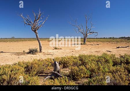 Paysage de vastes plaines saltbush , et deux arbres morts sous ciel bleu à Culgoa National Park NSW Australie outback Banque D'Images