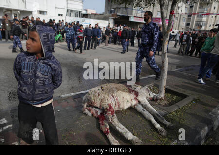 Gaza, Territoires palestiniens. 19 Jan, 2014. Les Palestiniens se retrouvent autour d'un âne qui est mort au cours d'un raid aérien israélien dans le nord de la ville de Gaza, le 19 janvier 2014. Un drone israélien a frappé une moto voyageant dans le nord de la bande de Gaza, blessant les rider, un passant, et tué un âne selon des témoins. Credit : Wissam Nassar/Xinhua/Alamy Live News Banque D'Images