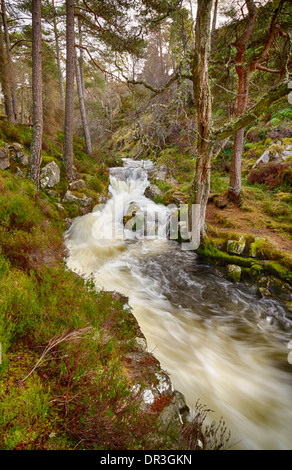 Allt Rhuadh Invereshie et Inshriach, réserve naturelle nationale, le Parc National de Cairngorms, Highland, Scotland Banque D'Images