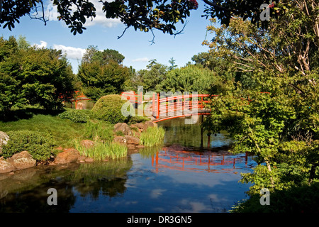 La végétation luxuriante d'arbres et arbustes avec pont voûté rouge reflète dans l'eau bleu du lac à des jardins japonais Toowoomba Queensland Banque D'Images